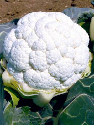 Cauliflower Cauliflower