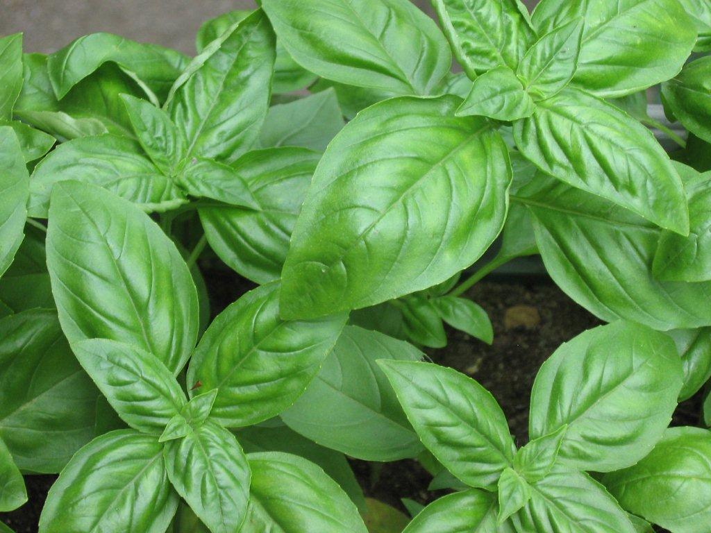 Basil