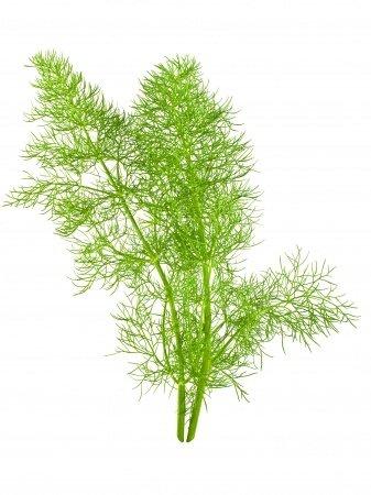 Wild Fennels Wild Fennels