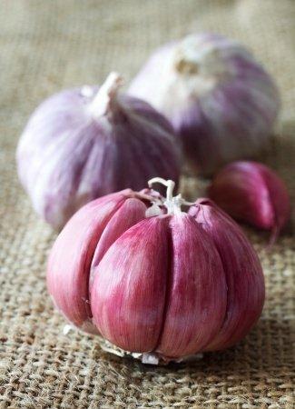 Garlic