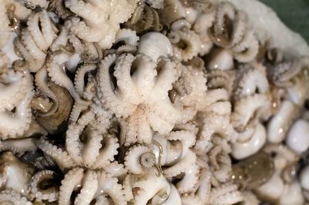 Raw Polpo