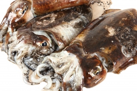 Cuttlefish Cuttlefish