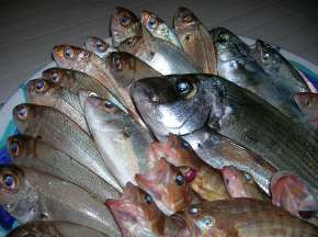 fish fish