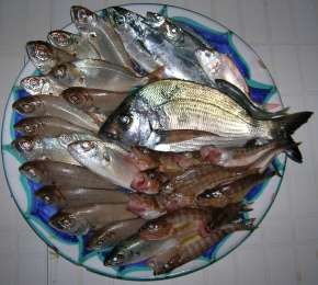 Fresh Fish Fresh Fish