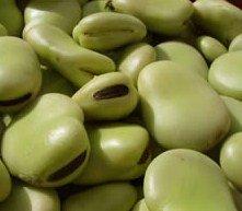 Fava Fava