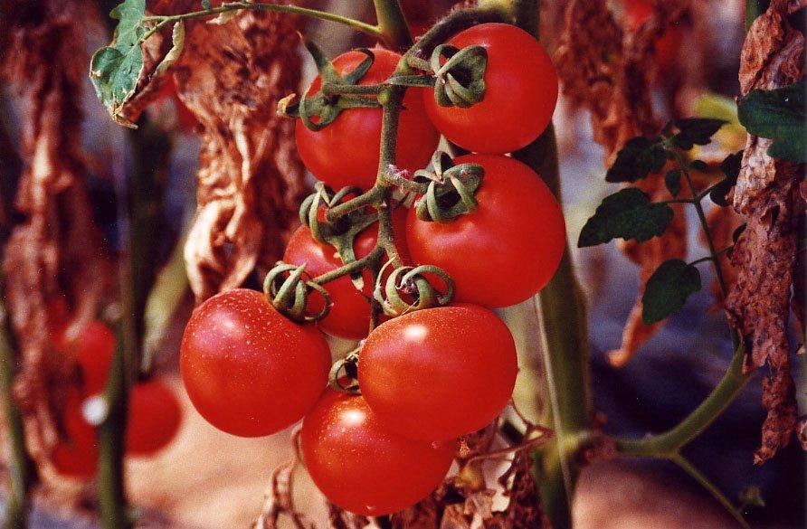 Tomatoes2