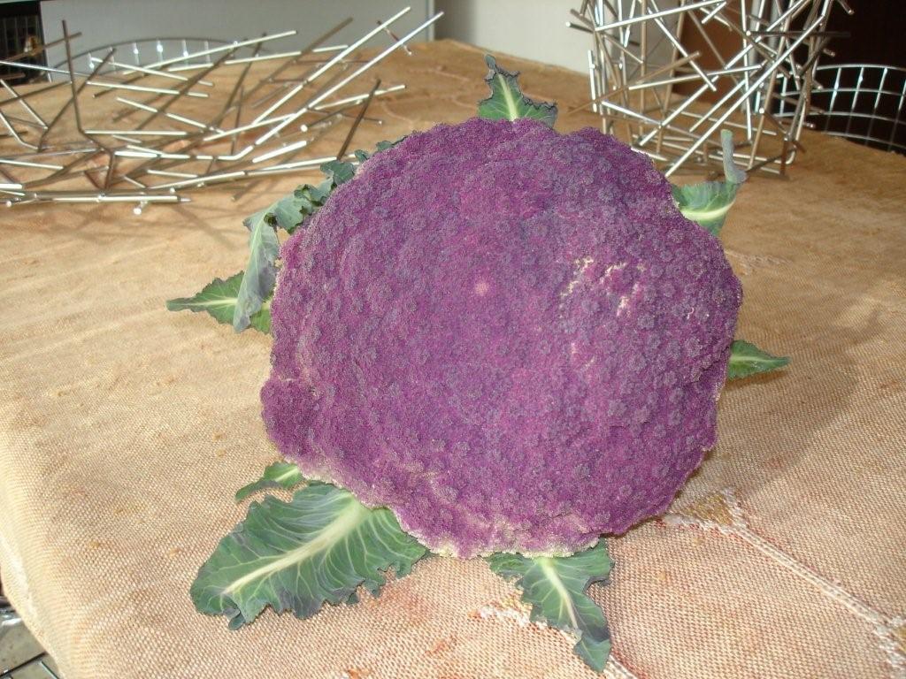 Cavolo- Sicilian Violet Cauliflower Cavolo- Sicilian Violet Cauliflower