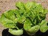 Lettuce Lettuce